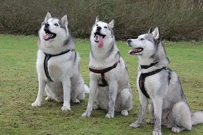 Відразу видно, хто гостював у бабусі