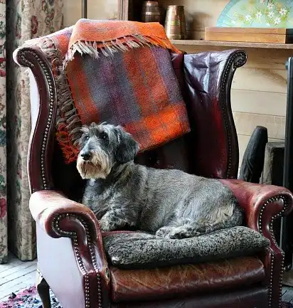 Такса-аристократ