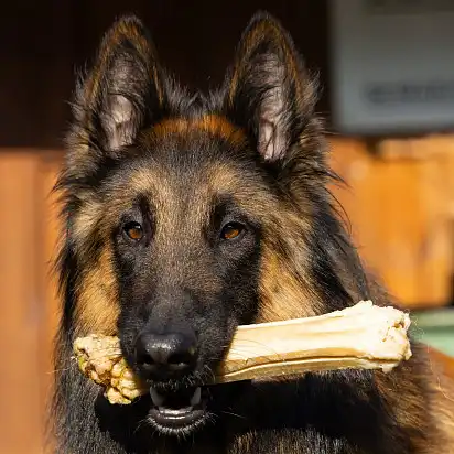 Тервюрен зі смакотою