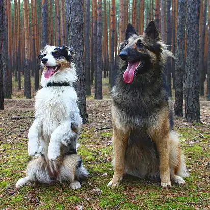 Двоє друзів