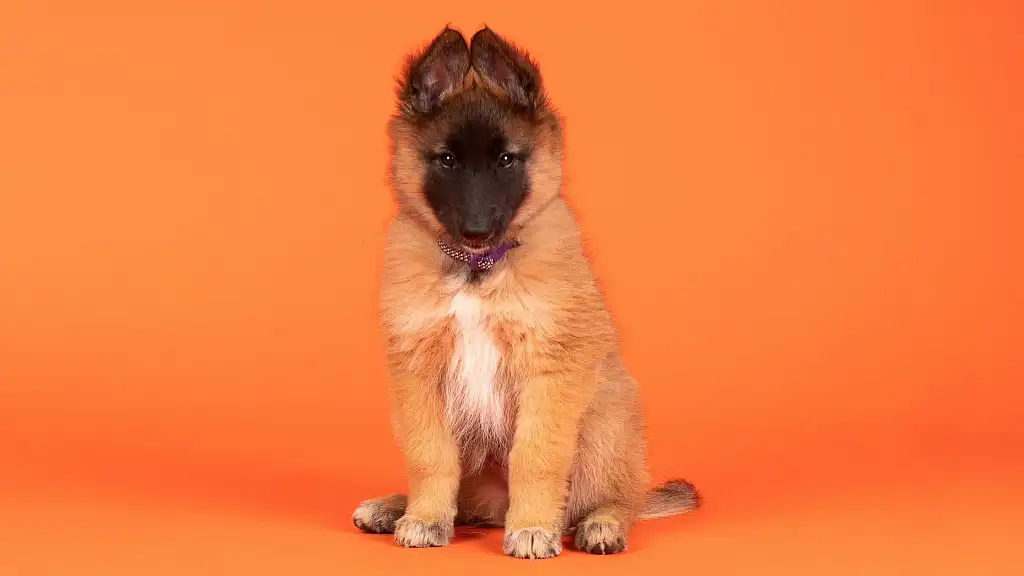 Цуценя тервюрена