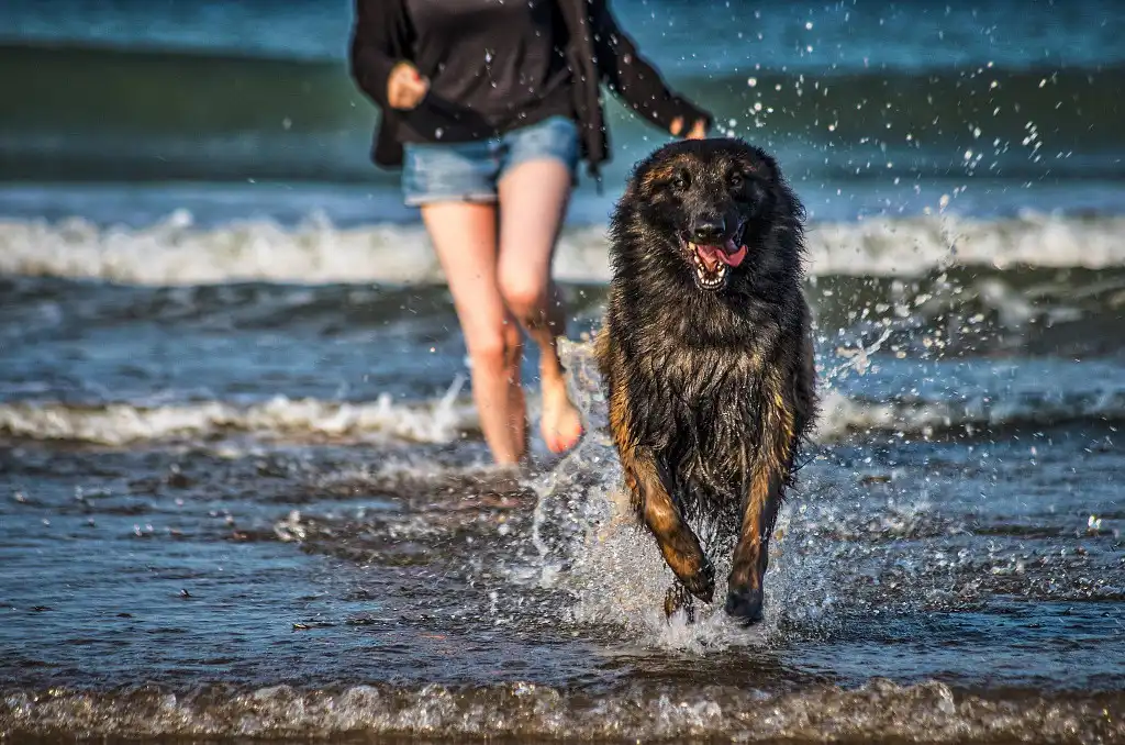 Задоволена морда