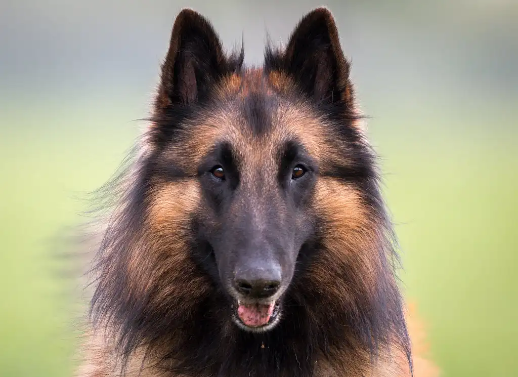 Голова нервюрена