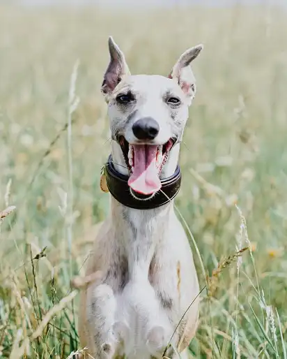 Щаслива морда