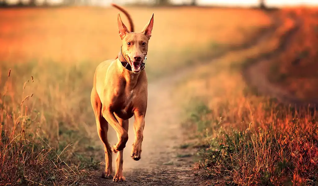 Фараонова собака