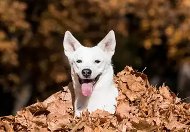 Ханаанський собака