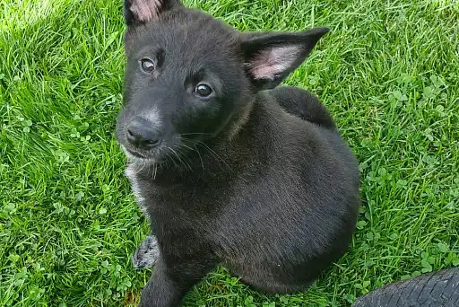 Ханаанський собака