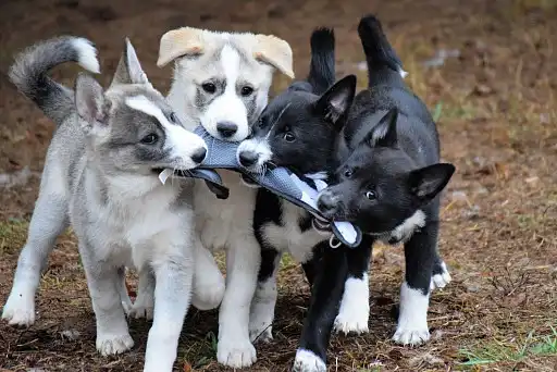 Ханаанський собака