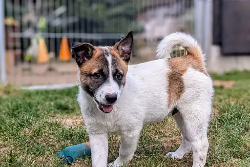 Ханаанський собака