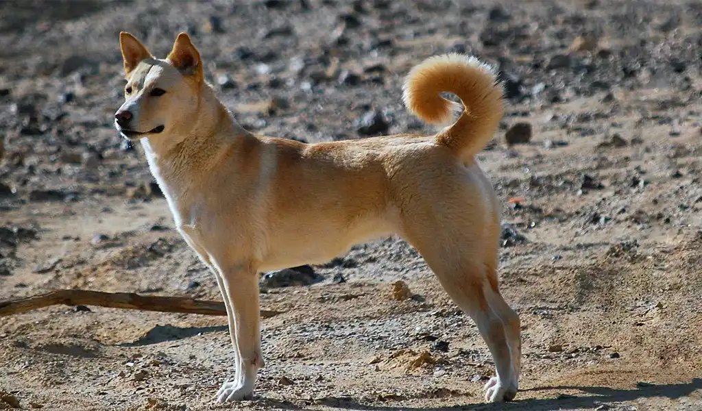 Ханаанський собака