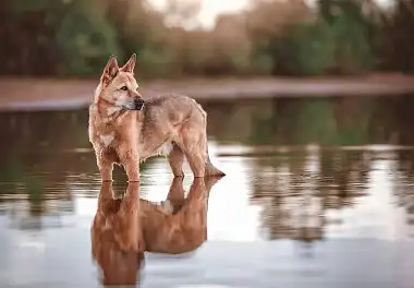 Ханаанський собака