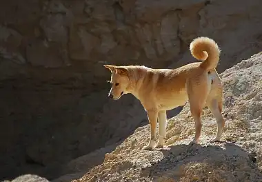 Ханаанський собака