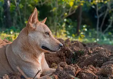Ханаанський собака