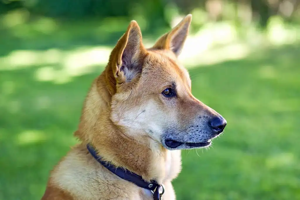 Морда ханаанського собаки