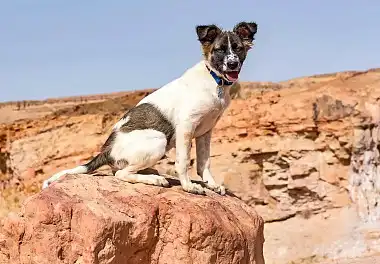 Ханаанський собака