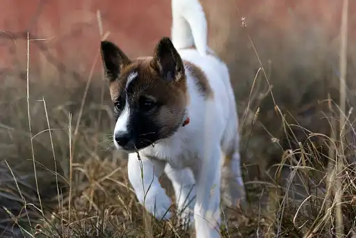 Ханаанський собака