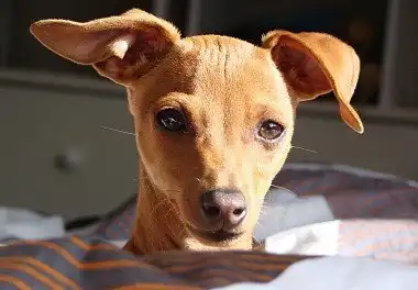 Цвергпінчер