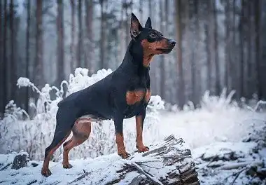 Цвергпінчер