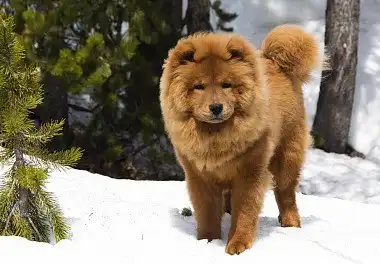 Чау-чау