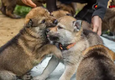 Чехословацький вовчак