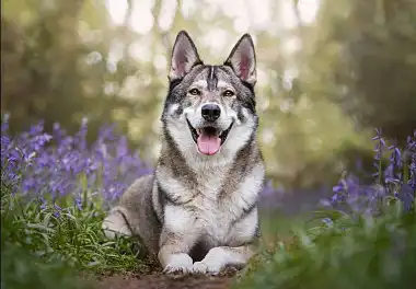 Чехословацький вовчак