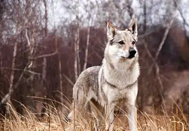Чехословацький вовчак