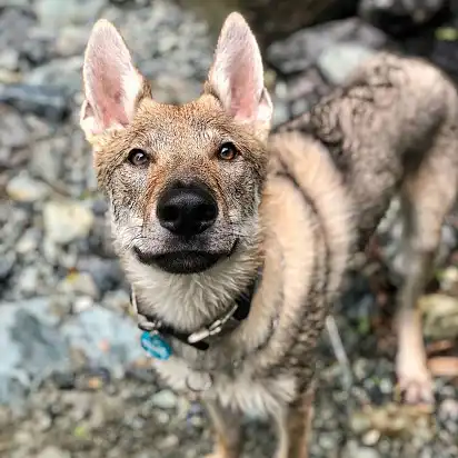 Де там твій бочок?