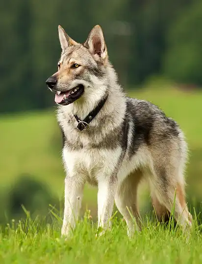 Чехословацький вовчак