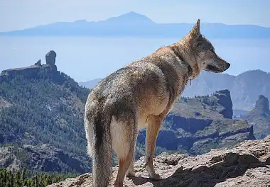 Чехословацький вовчак