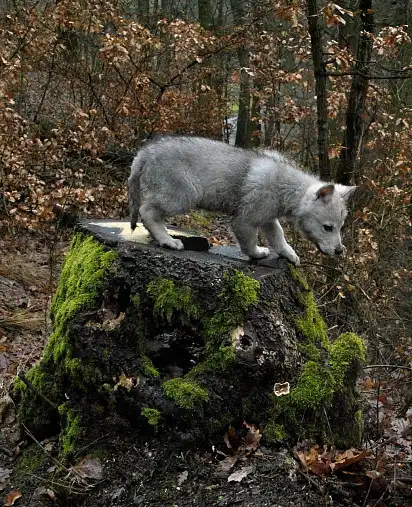 Маленький дзига