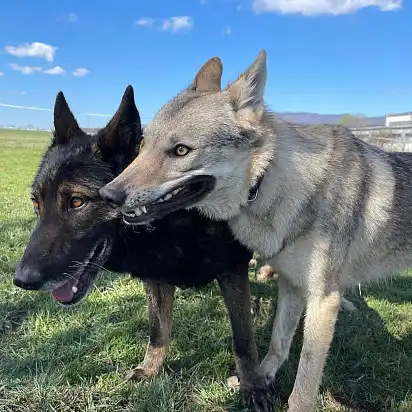 Я і мій шалений друг