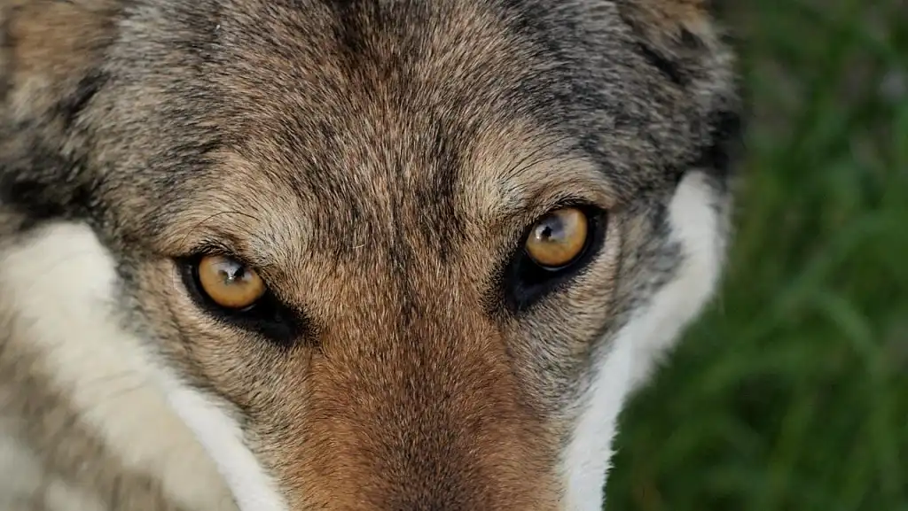 Хижий погляд