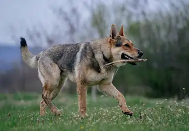 Чехословацький вовчак