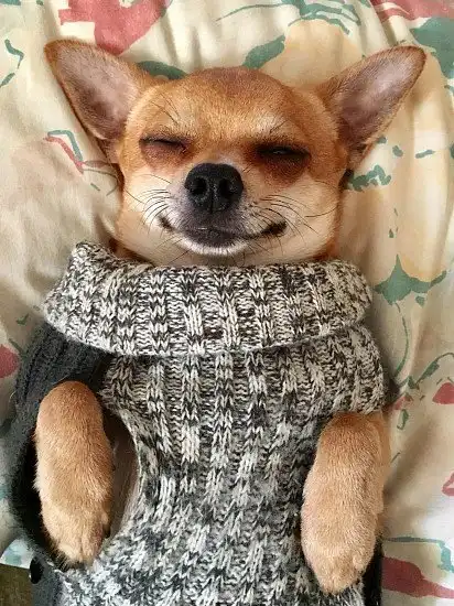 Солодкий сон