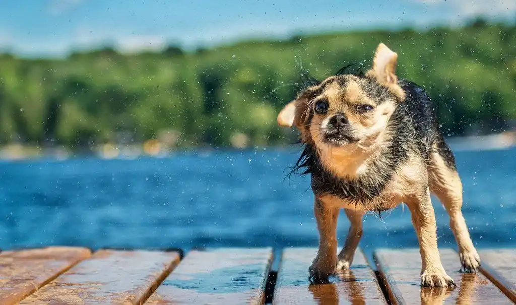 Мокрий чихуачуа