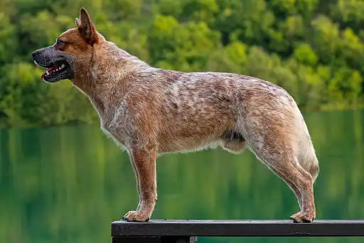 Рудо-крапчасте забарвлення