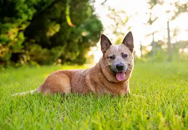 Австралійський вівчарський собака
