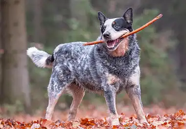 Австралійський вівчарський собака