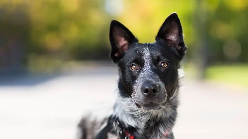 Морда австралійського хілера