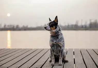 Австралійський вівчарський собака