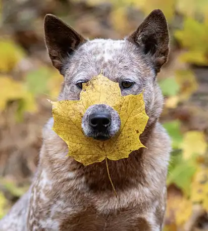 Осінь на носі