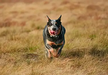 Австралійський вівчарський собака