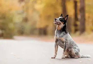 Австралійський вівчарський собака