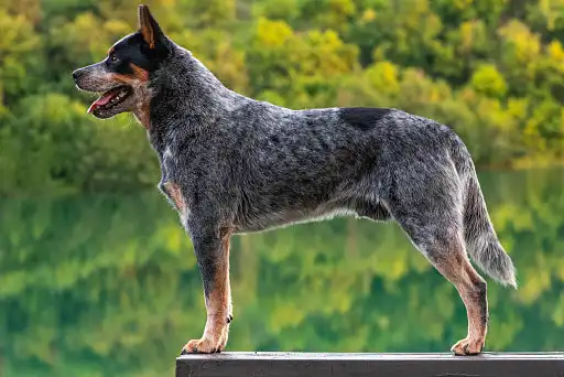 Блакитно-крапчасте забарвлення