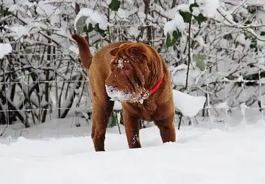 Шарпей