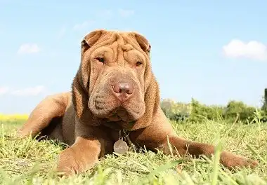 Шарпей