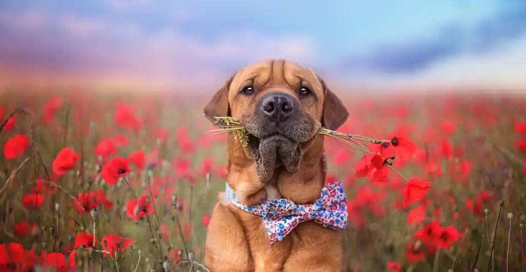 Вам подарунок!