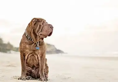 Шарпей