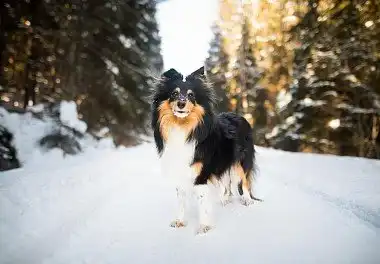 Шелті