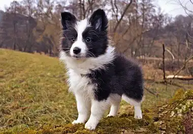 Шелті